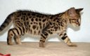 Mooie Savannah Kittens beschikbaar. - 1 - Thumbnail