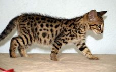 Mooie Savannah Kittens beschikbaar.