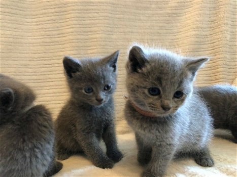 Mooie volledige Russische blauwe kittens - 1