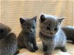 Mooie volledige Russische blauwe kittens - 1 - Thumbnail