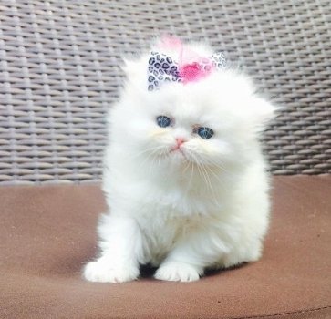 Schattige Perzische Chinchilla Kittens - 1