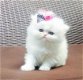 Schattige Perzische Chinchilla Kittens - 1 - Thumbnail