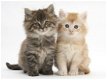 Volledige Maine Coon prachtige kittens nu klaar - 1 - Thumbnail