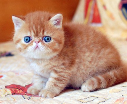 Exotische Perzische kleurpunt Kittens - 1
