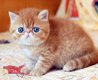 Exotische Perzische kleurpunt Kittens - 1 - Thumbnail