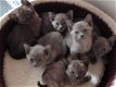 Mooie Birmaanse Kittens, - 1 - Thumbnail