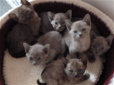 Mooie Birmaanse Kittens,