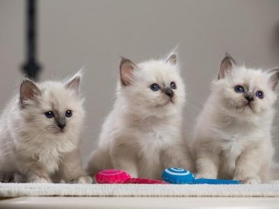 Overweldigende zeehond Birman Kittens - 1