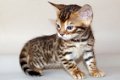 Klaar om te vertrekken Tica geregistreerde Bengalen Prachtige kittens - 1 - Thumbnail