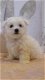 Stamboom Maltese puppy's. - 1 - Thumbnail