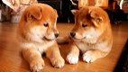 Stamboom Kc Geregistreerd Japans Shiba Inu - 1 - Thumbnail