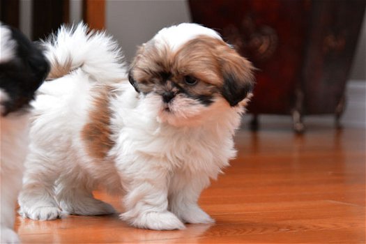 Schattig Shih Tzu Puppies.kc Geregistreerd. - 1