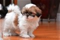 Schattig Shih Tzu Puppies.kc Geregistreerd. - 1 - Thumbnail