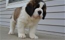 Overweldigende Kc geregistreerde Saint Bernard-puppy's - 1 - Thumbnail