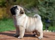 Mooie Kc Pug-puppy's - 1 - Thumbnail