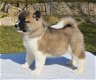 Kc Geregistreerde Akita-puppy's - 1 - Thumbnail