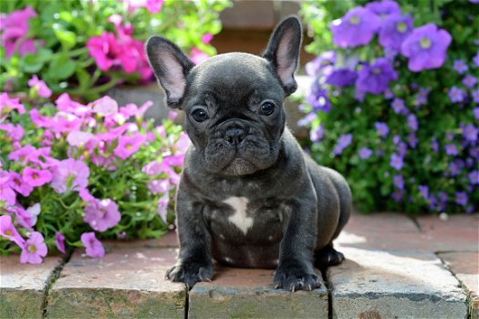 Kwaliteit Franse Bulldog-puppy's - 1