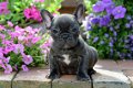 Kwaliteit Franse Bulldog-puppy's - 1 - Thumbnail
