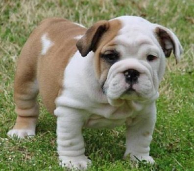 Prachtige gekleurde Engelse Bulldog-puppy's, - 1