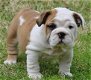 Prachtige gekleurde Engelse Bulldog-puppy's, - 1 - Thumbnail