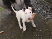 Overweldigende Engelse Bull Terriers - 1 - Thumbnail