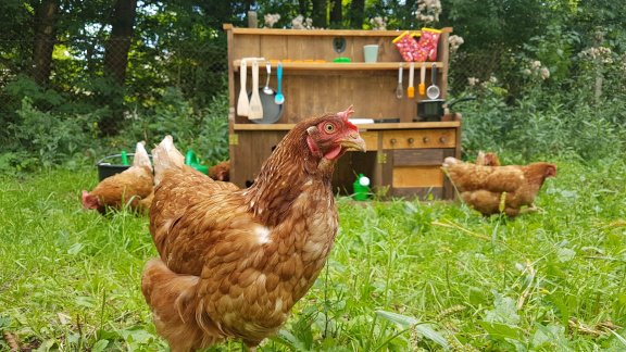 Authentiek en sfeervol vakantiehuis, midden in de natuur - 6