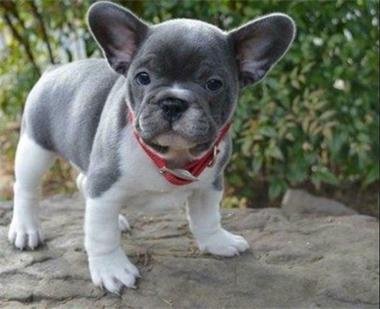 Super mooie blauwe franse bulldog pups - 1