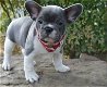 Super mooie blauwe franse bulldog pups - 1 - Thumbnail