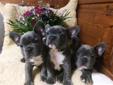 Prachtige Franse Bulldogs-puppy's - 1