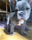 Blauwe en blauw witte franse bulldog pups. - 1 - Thumbnail