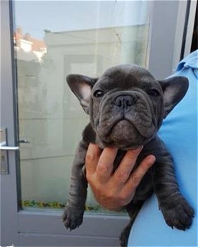 Blauwe franse bulldog pups - 1