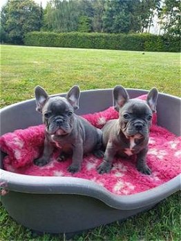 SUPER MOOIE BLAUWE FRANSE BULLDOG PUPS. - 1