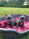 SUPER MOOIE BLAUWE FRANSE BULLDOG PUPS. - 1 - Thumbnail