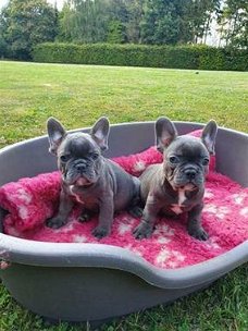 SUPER MOOIE BLAUWE FRANSE BULLDOG PUPS.