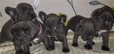Acht Reg Franse Bulldog pups (11 weken oud) - 1