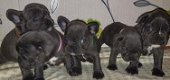 Acht Reg Franse Bulldog pups (11 weken oud) - 1 - Thumbnail