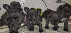 Acht Reg Franse Bulldog pups (11 weken oud)