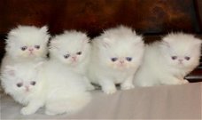 schattig Perzisch katje voor goedkeuring