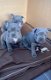 Heerlijk 4 kwaliteit Franse bulldog pups - 1 - Thumbnail