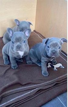Prachtige blauwe Franse Bulldog pups met stamboom. - 1