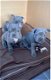 Prachtige blauwe Franse Bulldog pups met stamboom. - 1 - Thumbnail