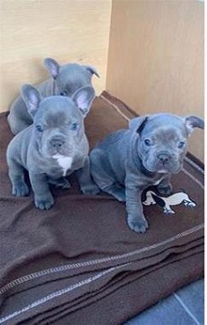 Prachtige blauwe Franse Bulldog pups met stamboom.