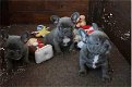 blauwe franse bulldog puppies mama aanwezig - 1 - Thumbnail