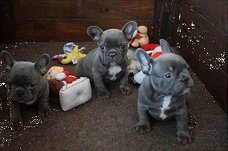 blauwe franse bulldog puppies mama aanwezig