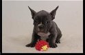 Mooie franse bulldog pups beschikbaar - 1 - Thumbnail
