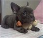 Leuke 12 weken oude Franse bulldog puppy's - 1 - Thumbnail