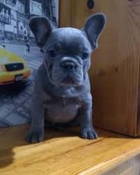 Extreem lieve franse bulldog puppy's - 1