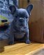 Extreem lieve franse bulldog puppy's - 1 - Thumbnail