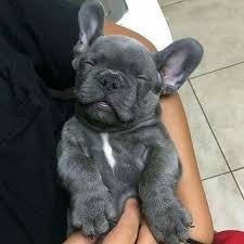 Leuke held Franse bulldog puppys - 1