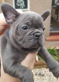 Franse bulldog puppy's - 1